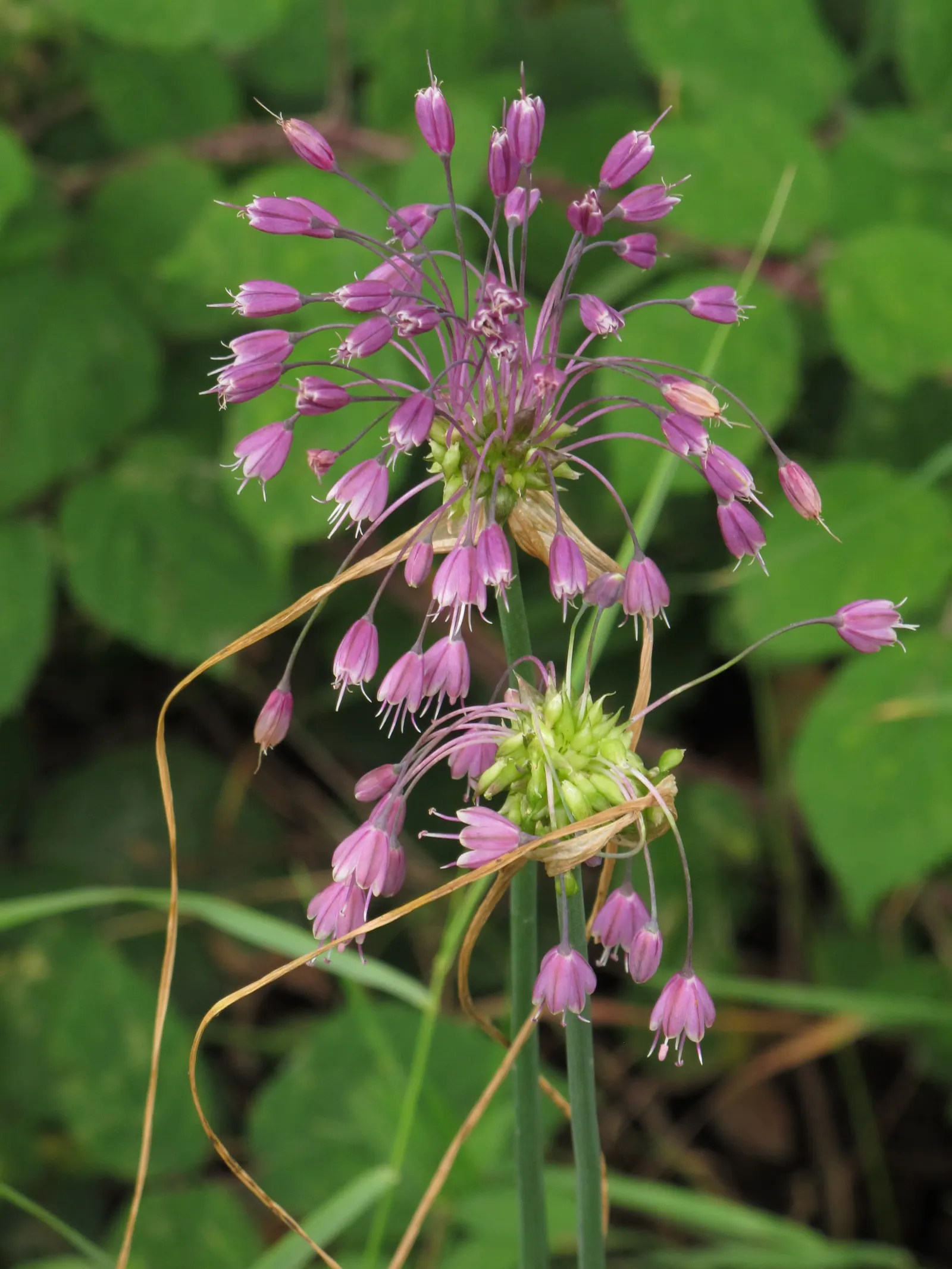 Ornamental Onion (Allium Bulgaricum) — adds an enchanting vertical accent and a distinctive architectural element to your garden; it adds vertical, image 117