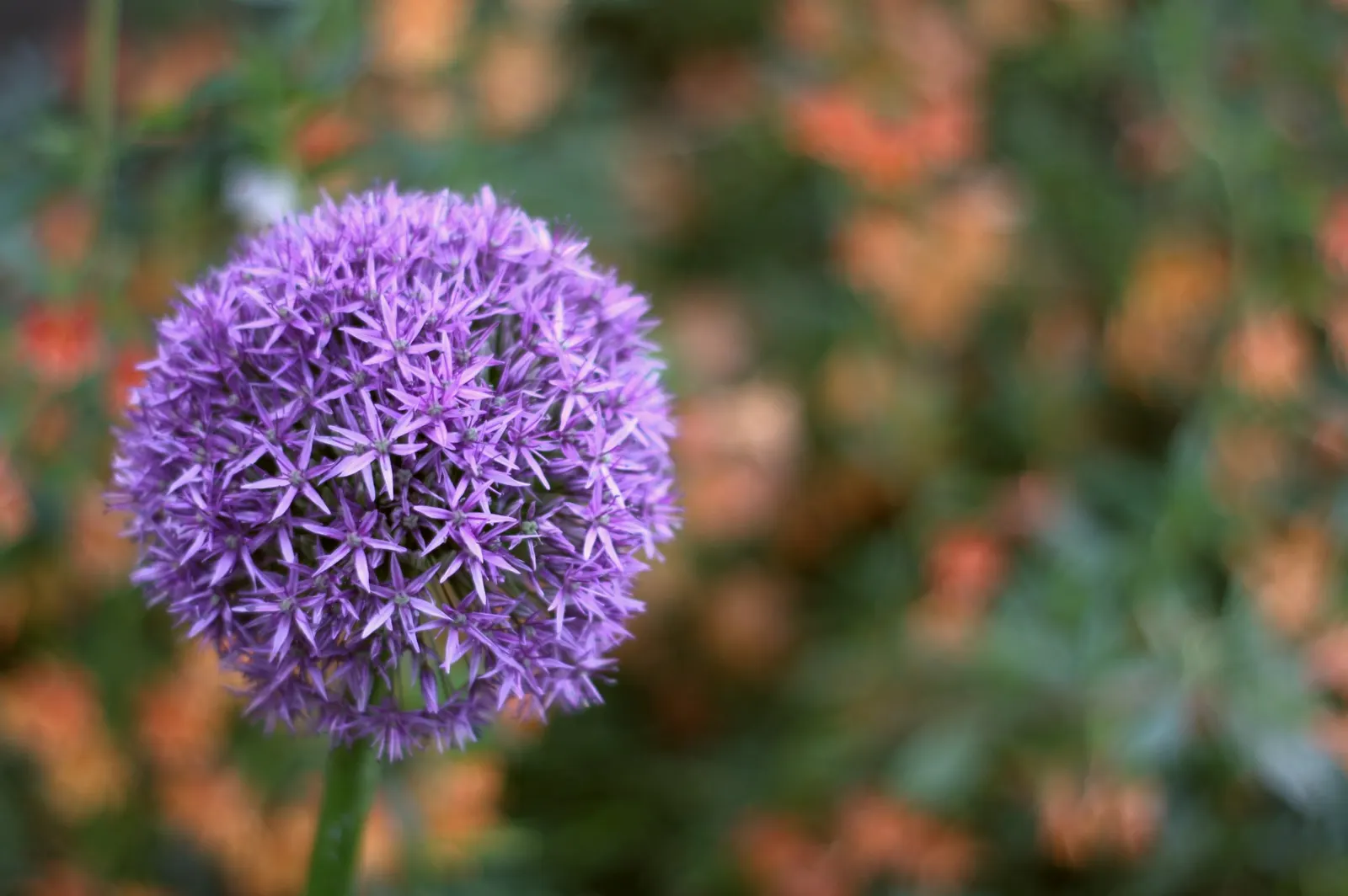 Ornamental Onion (Allium Bulgaricum) — yet resistant to deer and other herbivores due to its onion-like scent.<br><br>For optimal visual impact