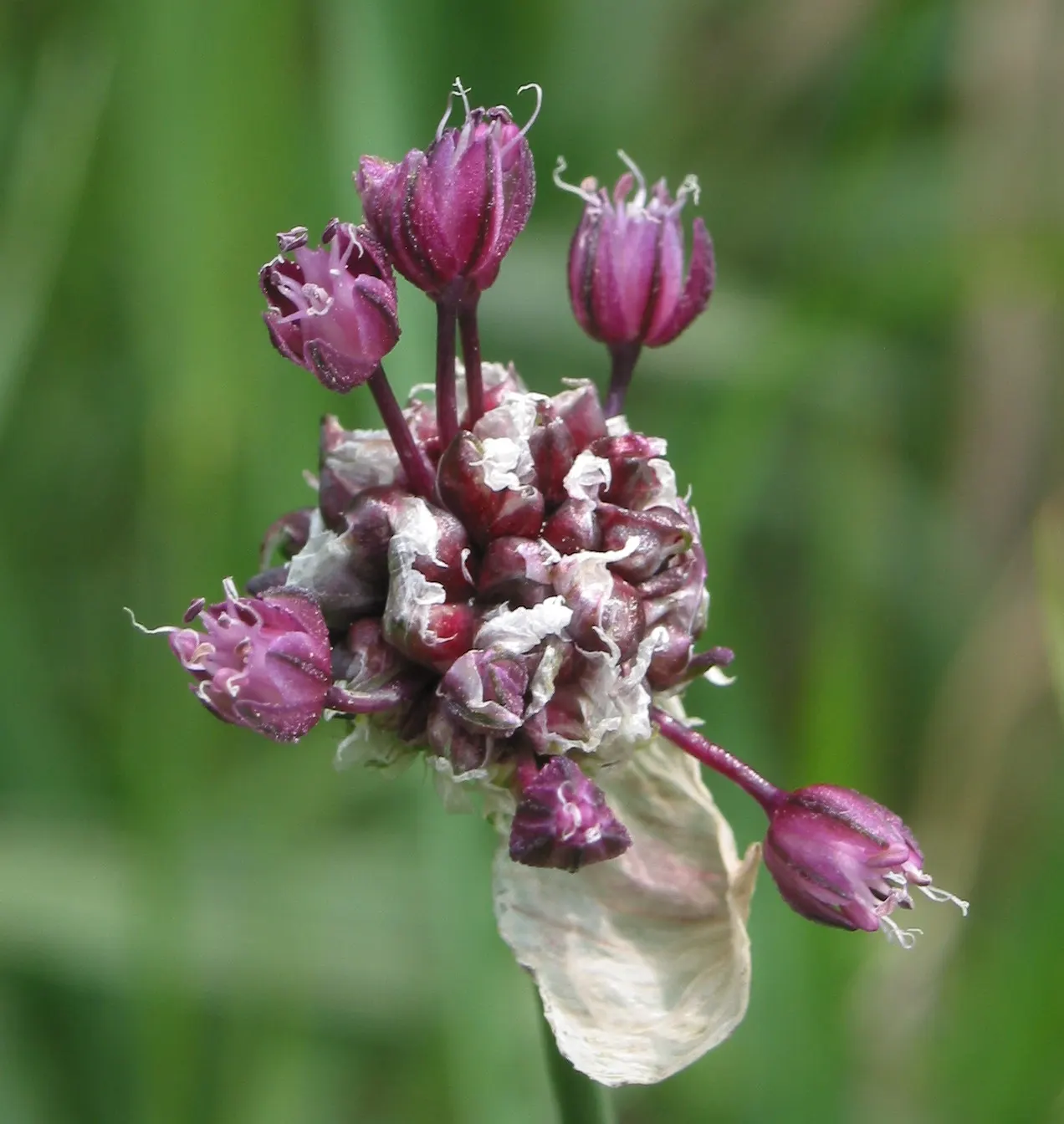 Ornamental Onion (Allium Bulgaricum) — adds an enchanting vertical accent and a distinctive architectural element to your garden; it adds vertical, image 90