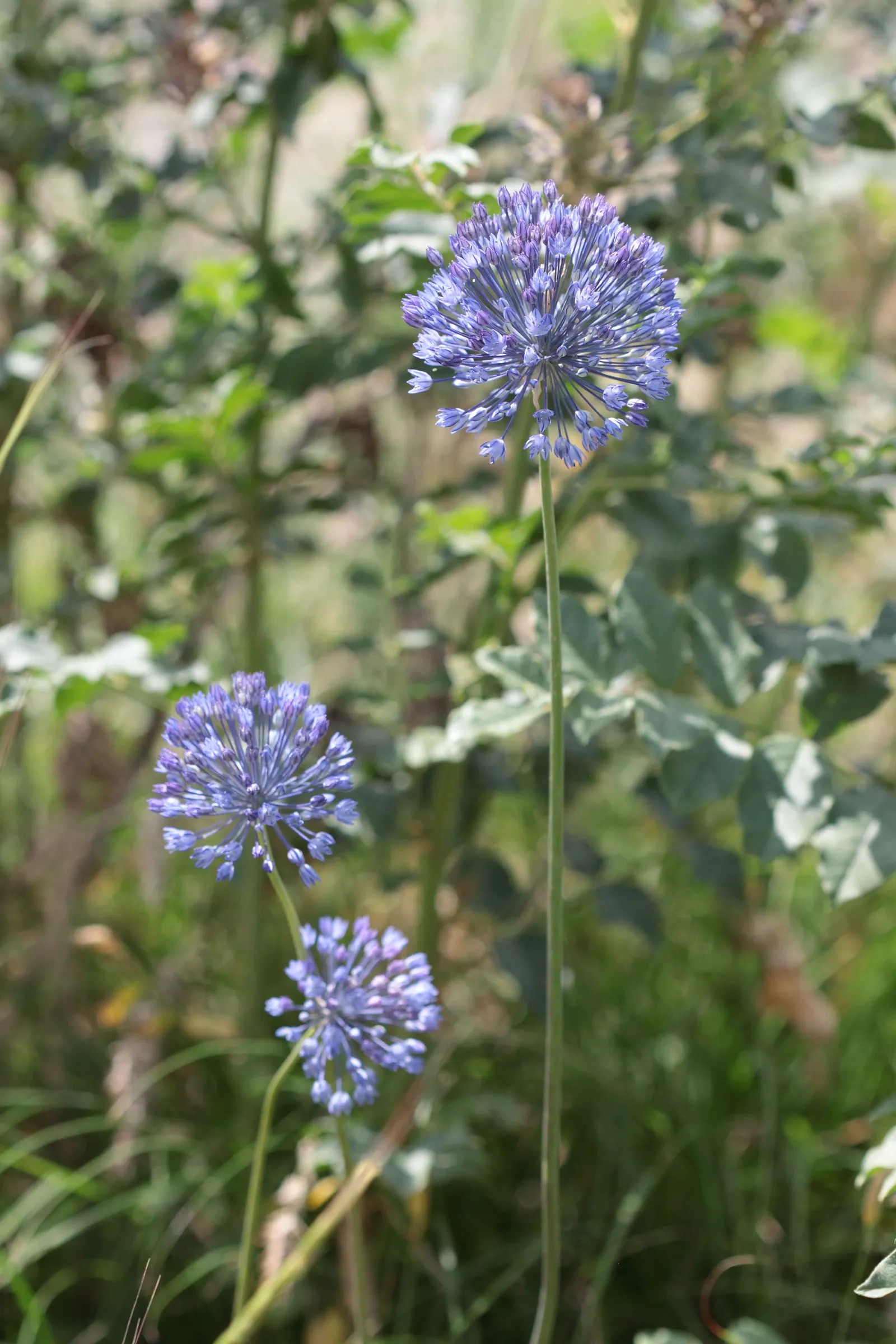 Ornamental Onion (Allium Bulgaricum) — elegantly drooping from 24-36 inch tall stems