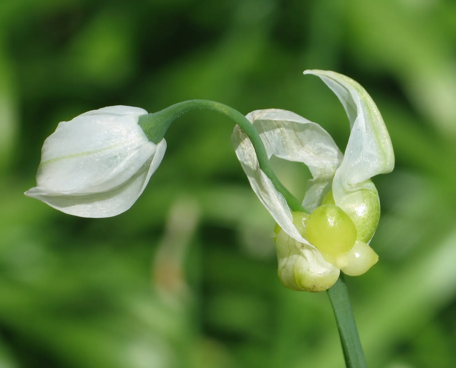 Ornamental Onion (Allium Bulgaricum) — With its stately height and unique inflorescence; elegantly drooping from 24-36 inch tall stems, image 78