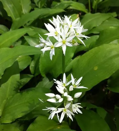 Ornamental Onion (Allium Bulgaricum) — creamy-white to soft pink flowers