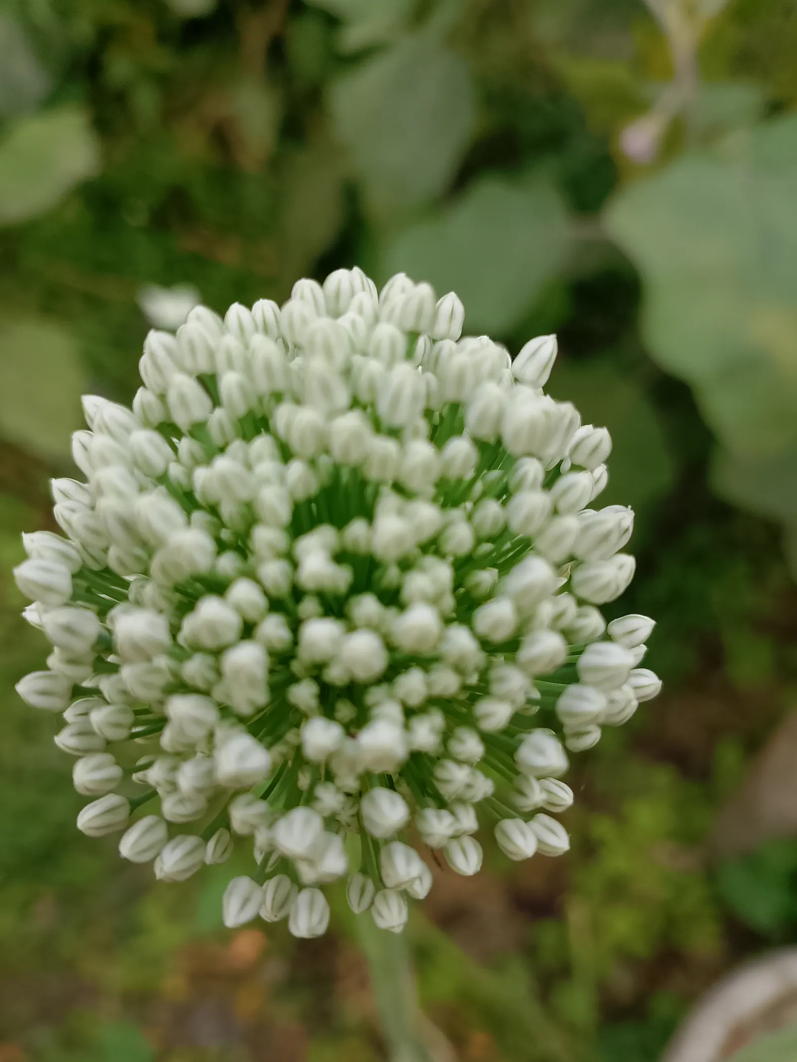 Ornamental Onion (Allium Bulgaricum) — yet resistant to deer and other herbivores due to its onion-like scent.<br><br>For optimal visual impact; presents