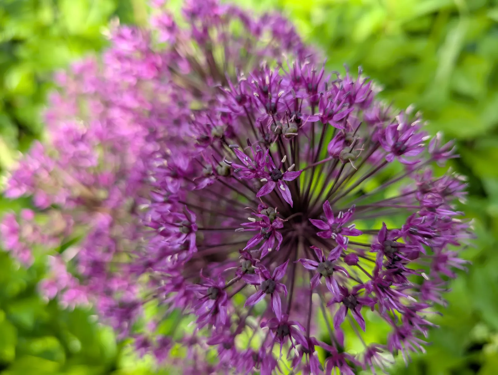 Ornamental Onion (Allium Bulgaricum) — adorned with a greenish or burgundy eye