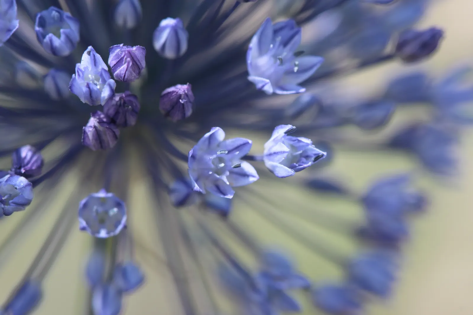 Ornamental Onion (Allium Bulgaricum) — bulb for full or half; with its stately height and unique inflorescence, image 81