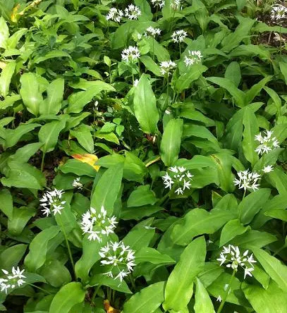 Ornamental Onion (Allium Bulgaricum) — These nodding blooms provide an exquisite contrast against the straight; while remaining resistant to deer, image 67