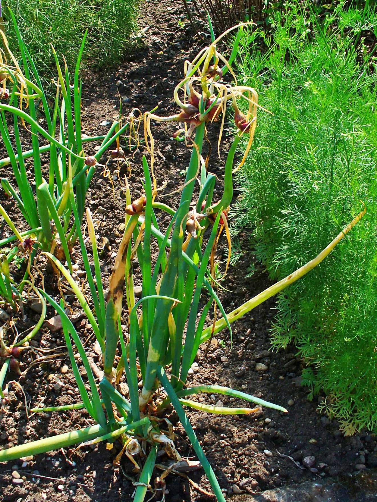 Ornamental Onion (Allium Bulgaricum) — presents bell-shaped flowers in a subtle white-cream with a hint of pink-purple; creamy-white to soft pink, image 56