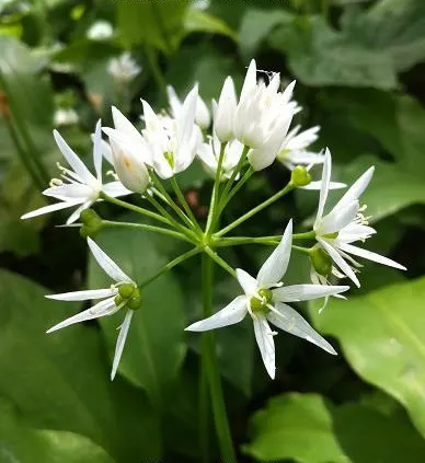 Ornamental Onion (Allium Bulgaricum) — Their greyish-green foliage forms a clump at the base; plant Allium bulgaricum in clusters or drifts, image 123