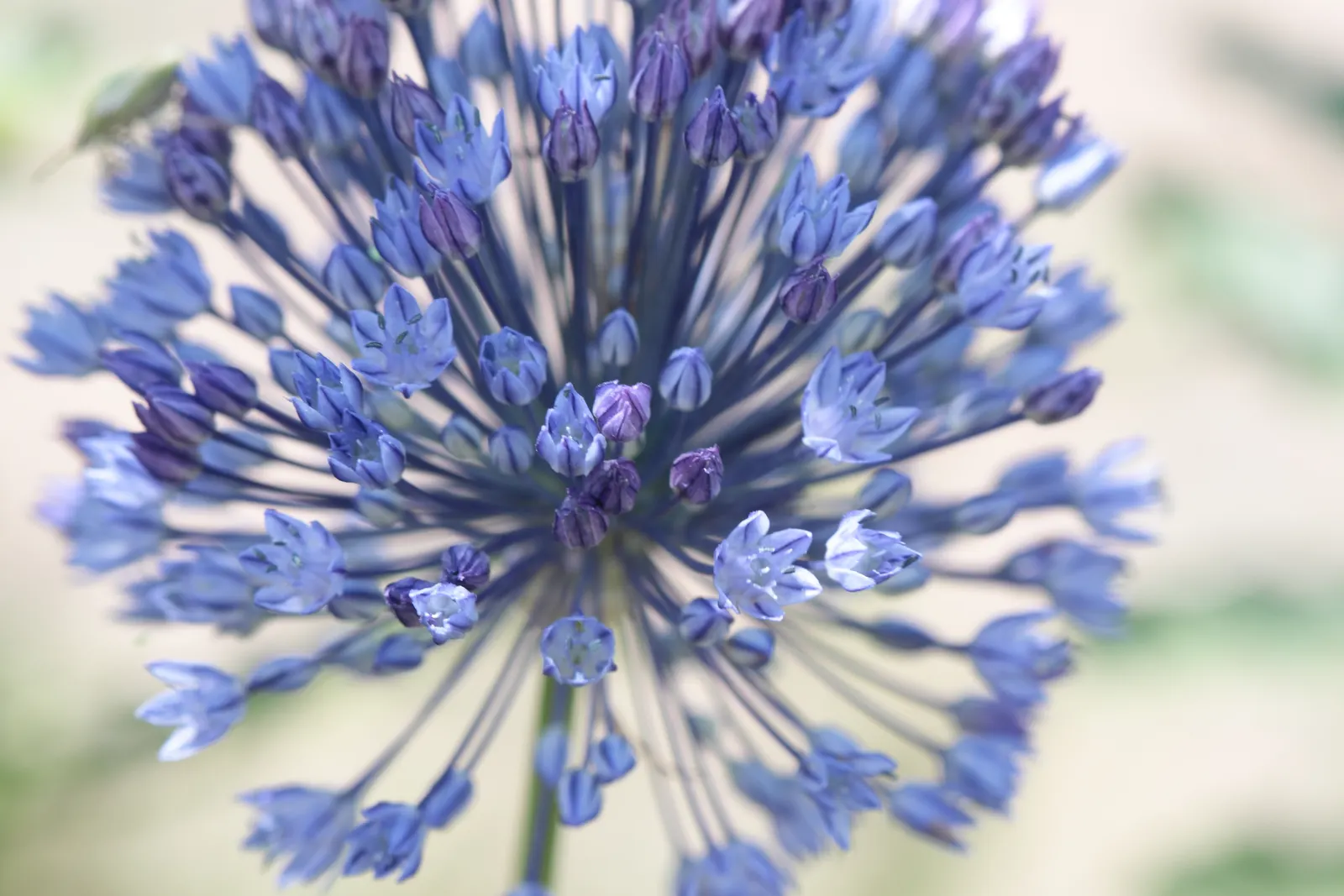 Ornamental Onion (Allium Bulgaricum) — With its low-maintenance demeanor; commonly referred to as Ornamental Onion, image 71