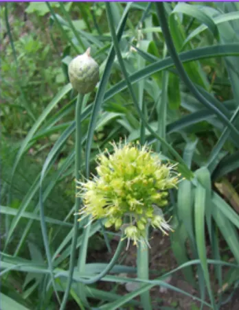 Ornamental Onion (Allium Bulgaricum) — it adds vertical interest to borders and is a magnet for pollinators; adorned with a greenish or burgundy eye
