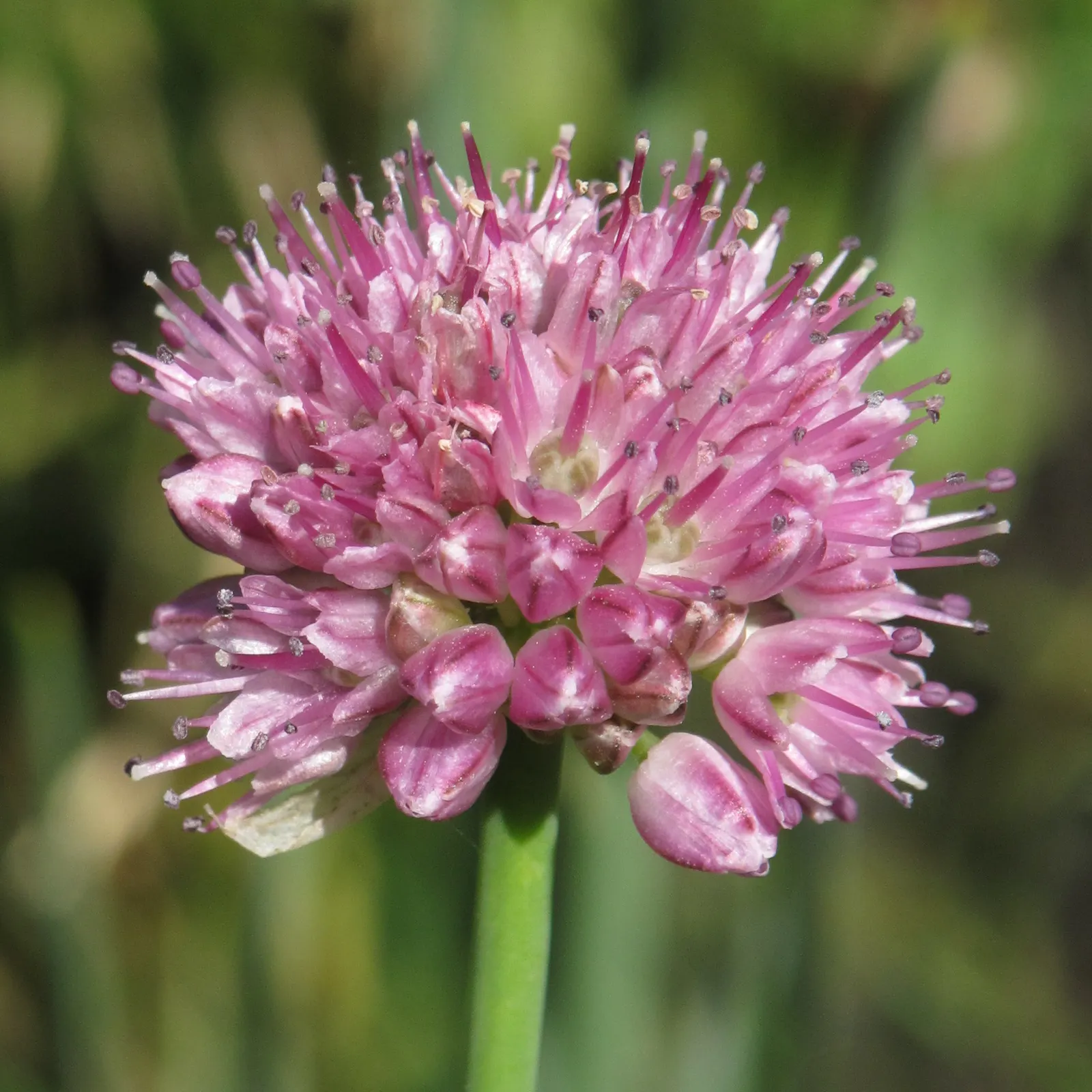 Ornamental Onion (Allium Bulgaricum) — adds an enchanting vertical accent and a distinctive architectural element to your garden; it adds vertical, image 63
