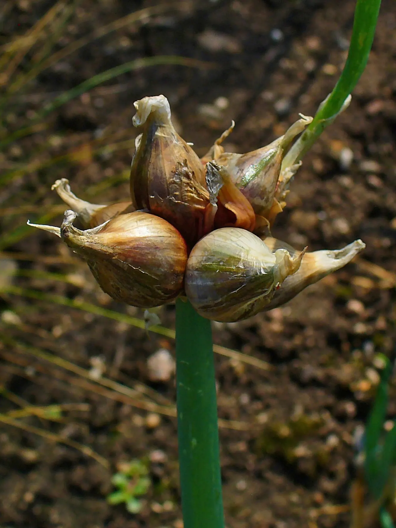 Ornamental Onion (Allium Bulgaricum) — presents bell-shaped flowers in a subtle white-cream with a hint of pink-purple