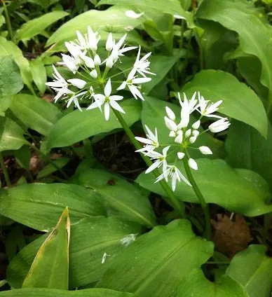 Ornamental Onion (Allium Bulgaricum) — With its stately height and unique inflorescence