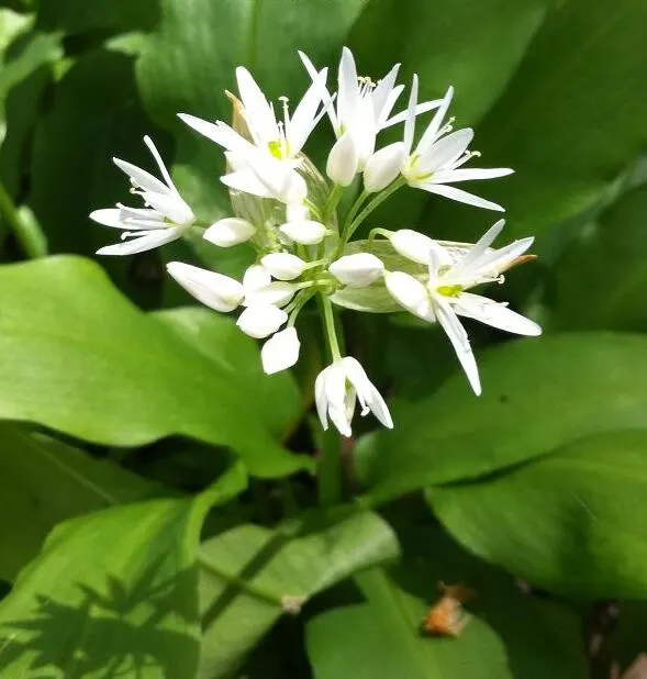 Ornamental Onion (Allium Bulgaricum) — Blooming in late spring to early summer, image 32