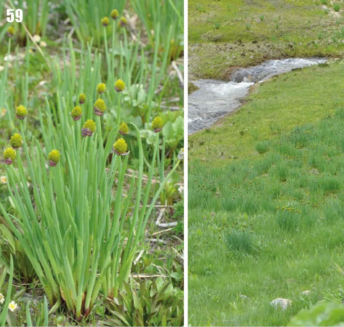 Ornamental Onion (Allium Bulgaricum) — With its low-maintenance demeanor; commonly referred to as Ornamental Onion