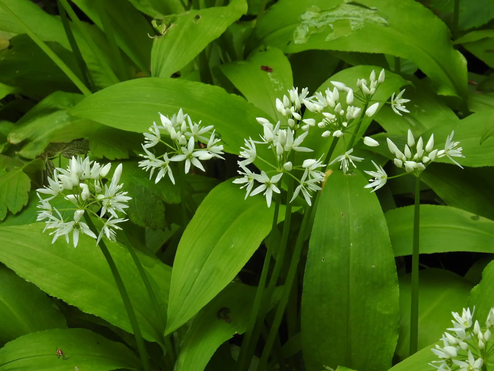 Ornamental Onion (Allium Bulgaricum) — These nodding blooms provide an exquisite contrast against the straight; while remaining resistant to deer and most pests