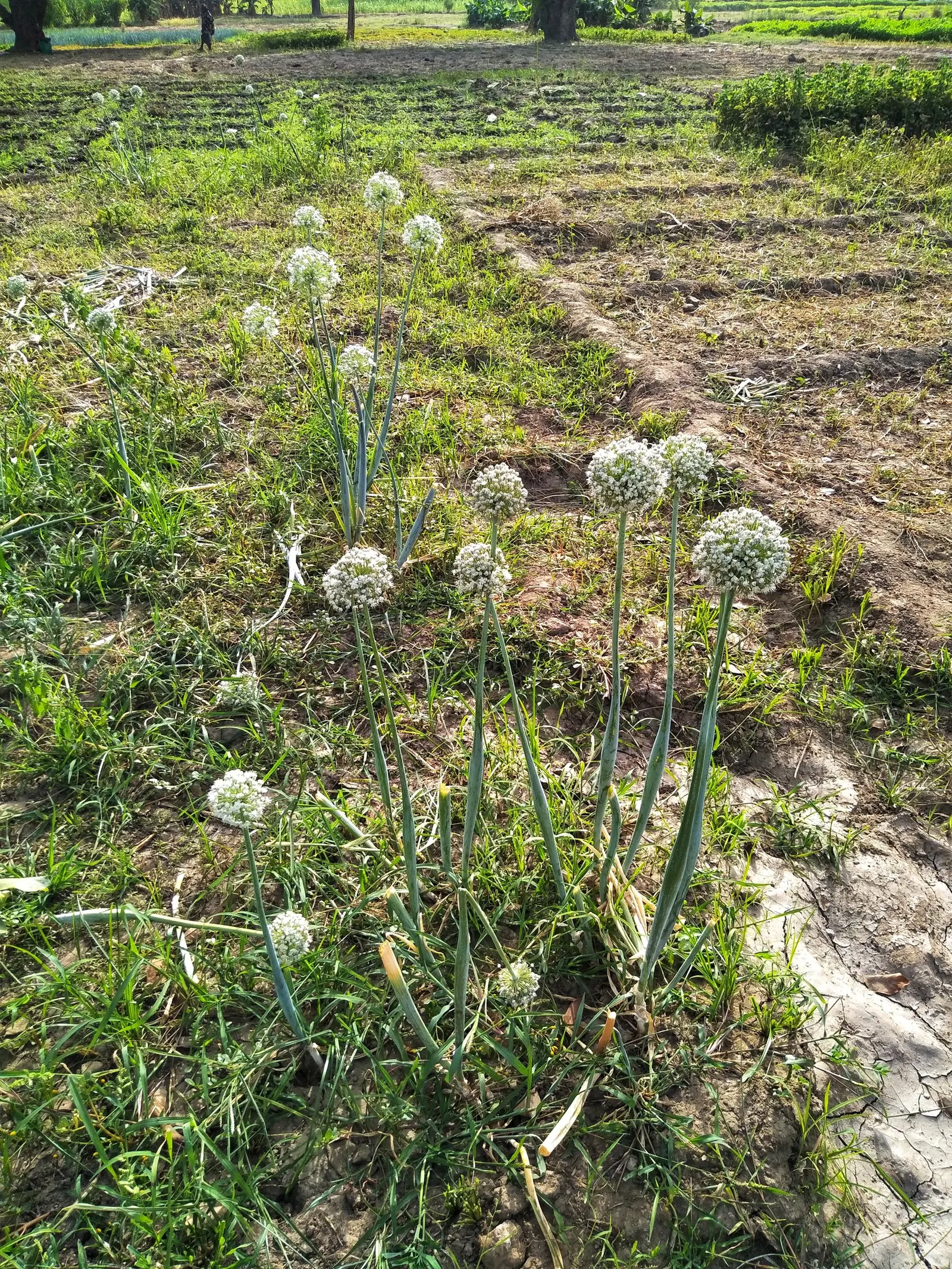 Ornamental Onion (Allium Bulgaricum) — Blooming in late spring to early summer, image 59