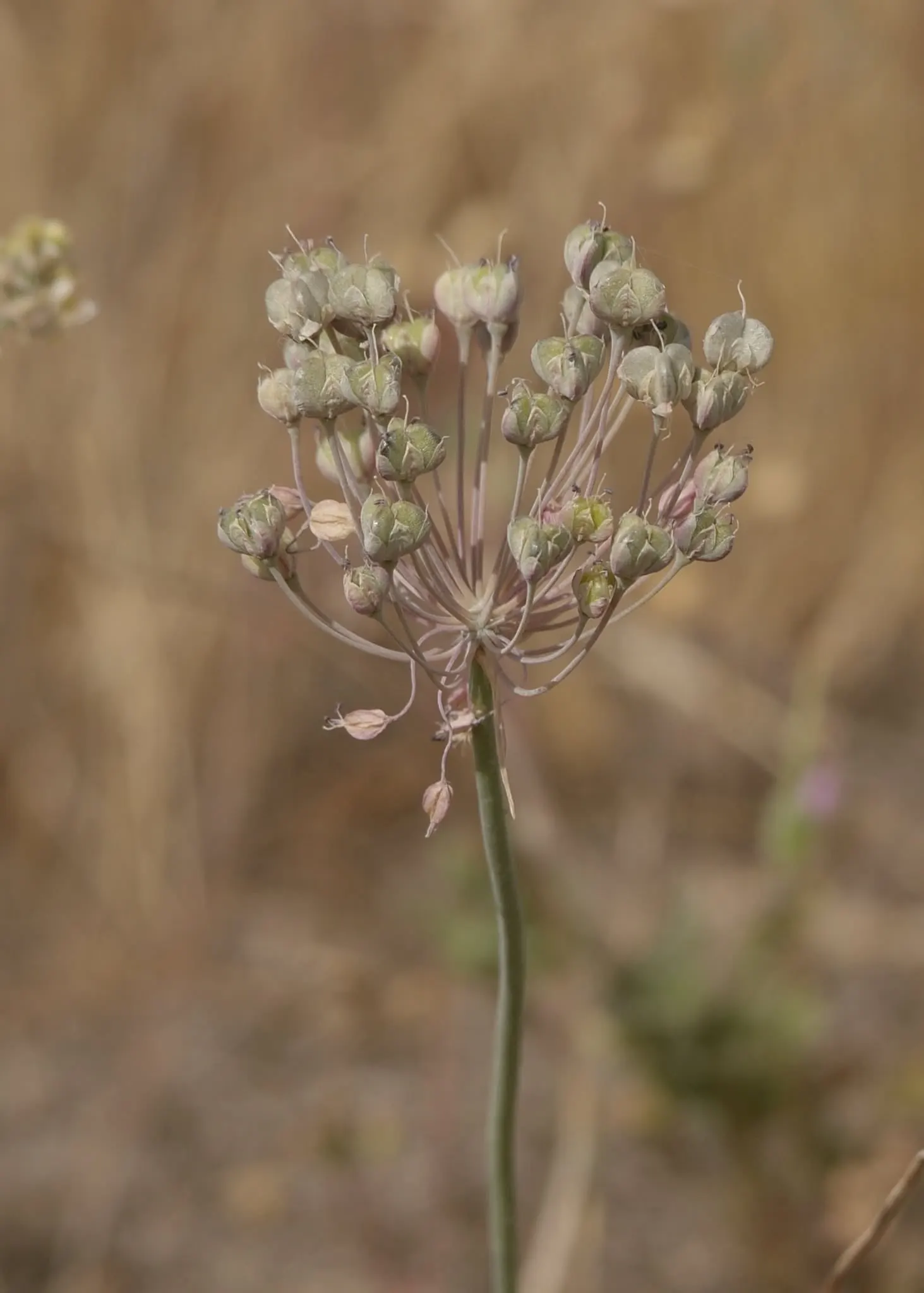 Ornamental Onion (Allium Bulgaricum) — bulb for full or half; with its stately height and unique inflorescence