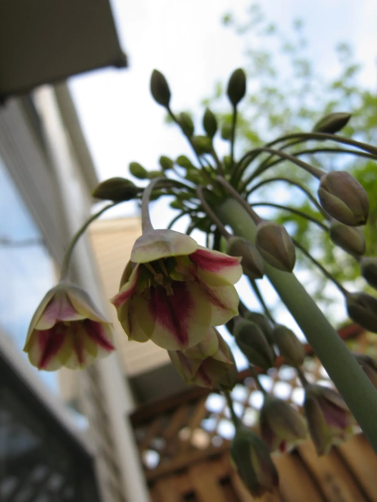 Ornamental Onion (Allium Bulgaricum) — Allium bulgaricum is suitable for a variety of uses; their greyish-green foliage forms a clump at the base, image 99