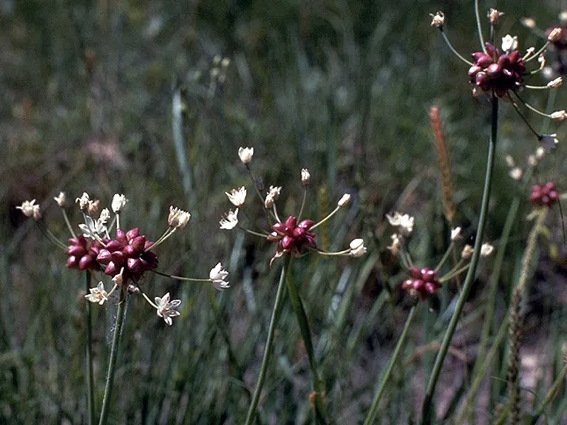 Ornamental Onion (Allium Bulgaricum) — With its low-maintenance demeanor; commonly referred to as Ornamental Onion, image 98