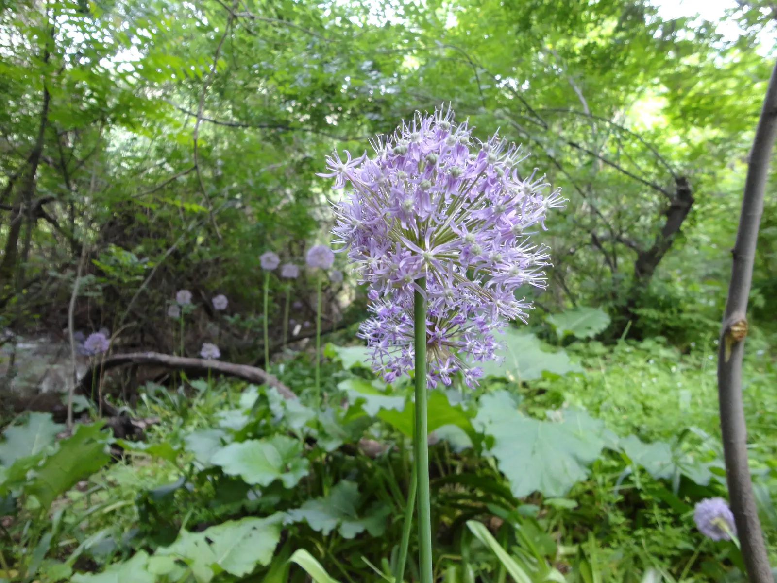 Ornamental Onion (Allium Bulgaricum) — commonly known as Ornamental Onion; this hardy perennial enjoys full sun to partial shade and thrives in well-drained