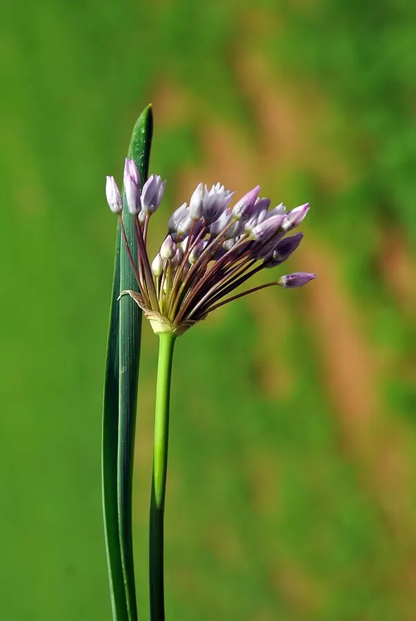 Ornamental Onion (Allium Bulgaricum) — It demonstrates good drought resistance once established, making it a hardy choice for many landscapes; commonly known