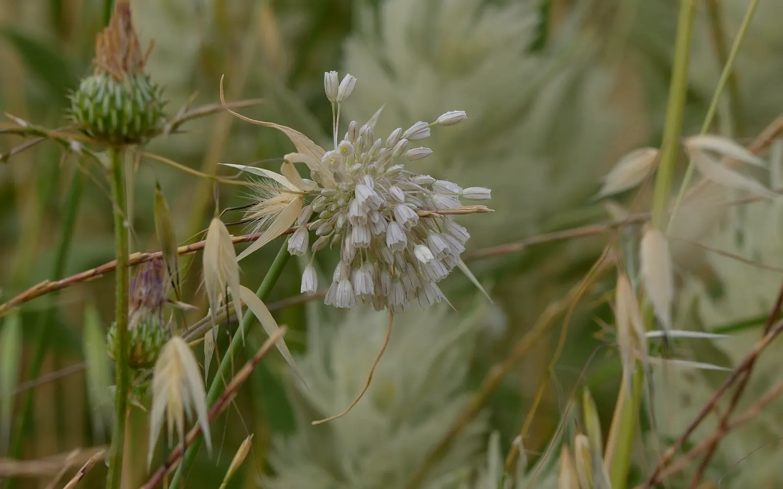 Ornamental Onion (Allium Bulgaricum) — elegantly drooping from 24-36 inch tall stems; allium bulgaricum is suitable for a variety of uses, image 84