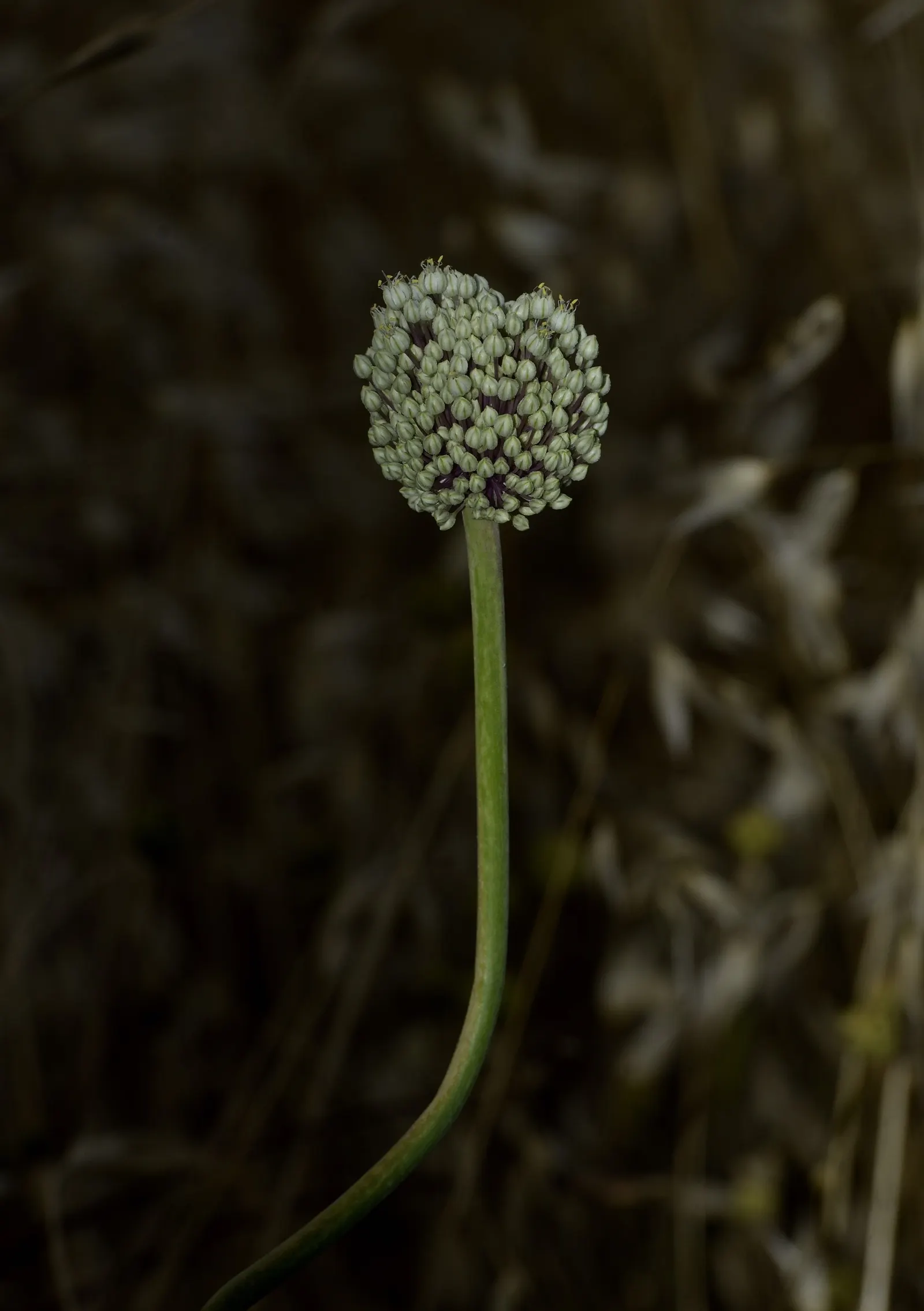 Ornamental Onion (Allium Bulgaricum) — sturdy stems that can rise to a stately height of 24 to 36 inches, image 68
