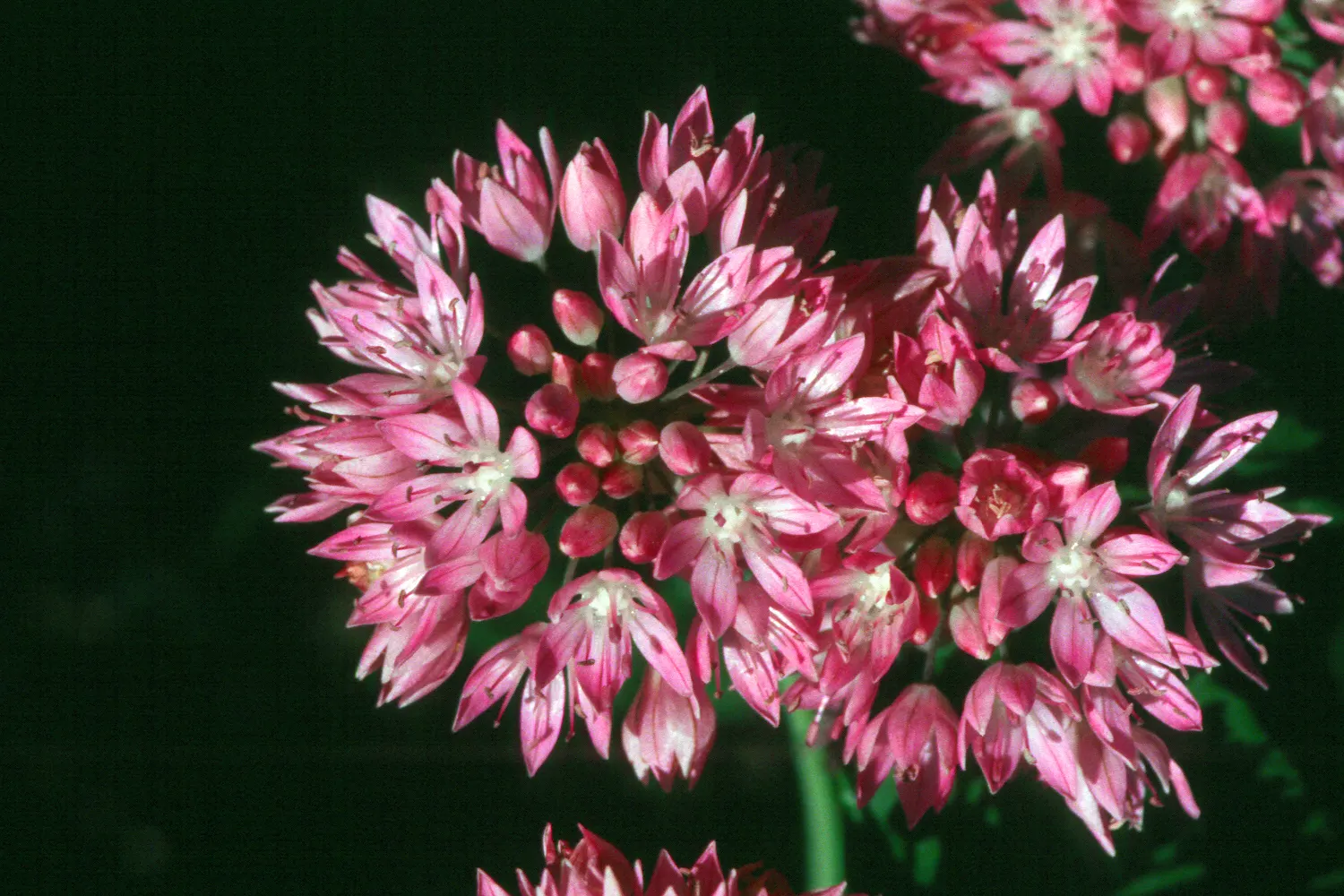 Ornamental Onion (Allium Bulgaricum) — With its low-maintenance demeanor