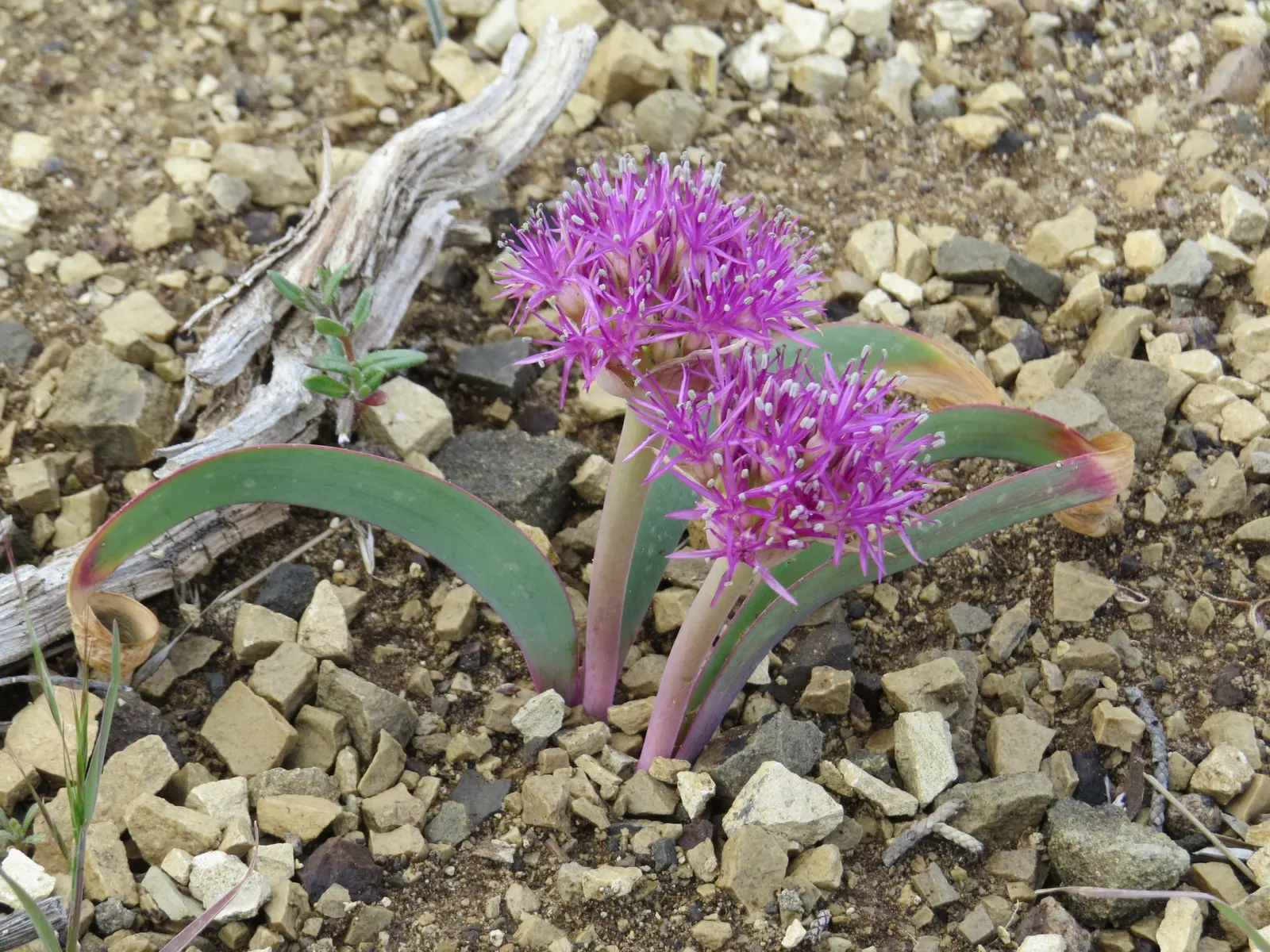 Ornamental Onion (Allium Bulgaricum) — multi-colored and red and white flowers in the garden; which unfurl to reveal a chandelier of bell-shaped, image 79