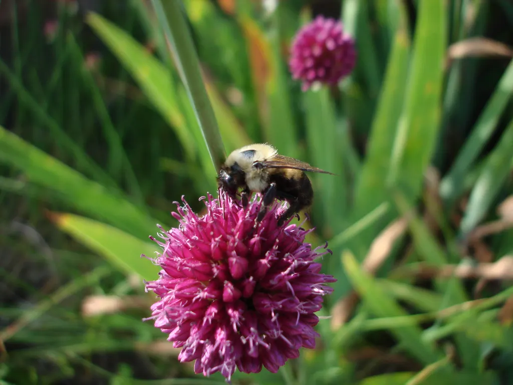 Ornamental Onion (Allium Bulgaricum) — It's remarkably attractive to pollinators such as bees and butterflies; as a rule of thumb, space the bulbs