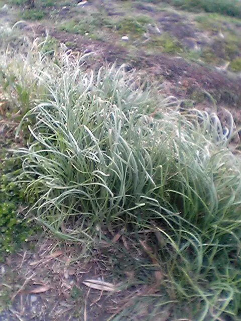 Ornamental Onion (Allium Bulgaricum) — it adds vertical interest to borders and is a magnet for pollinators; adorned with a greenish or burgundy eye, image 60