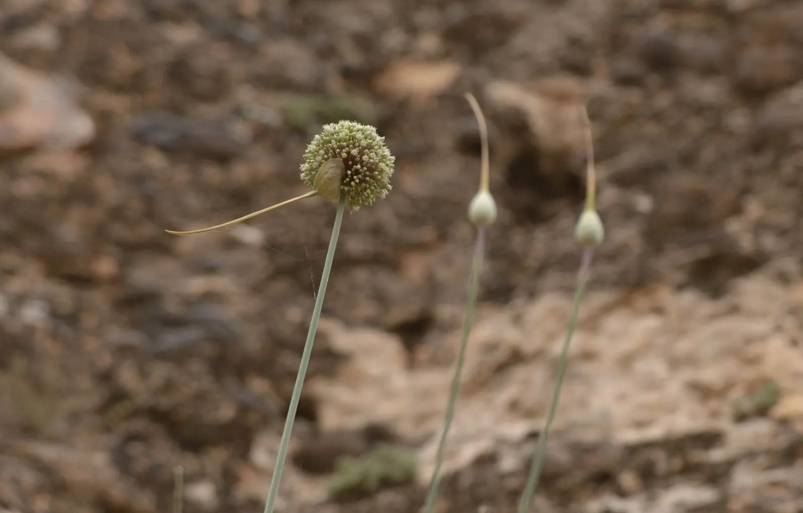 Ornamental Onion (Allium Bulgaricum) — commonly referred to as Ornamental Onion; bulb with multi-colored and red and white blooms, image 116