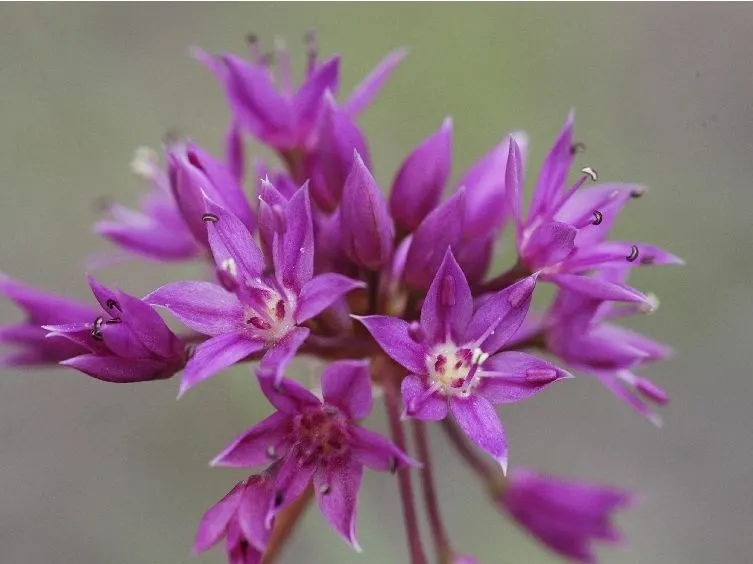 Ornamental Onion (Allium Bulgaricum) — With its stately height and unique inflorescence; elegantly drooping from 24-36 inch tall stems