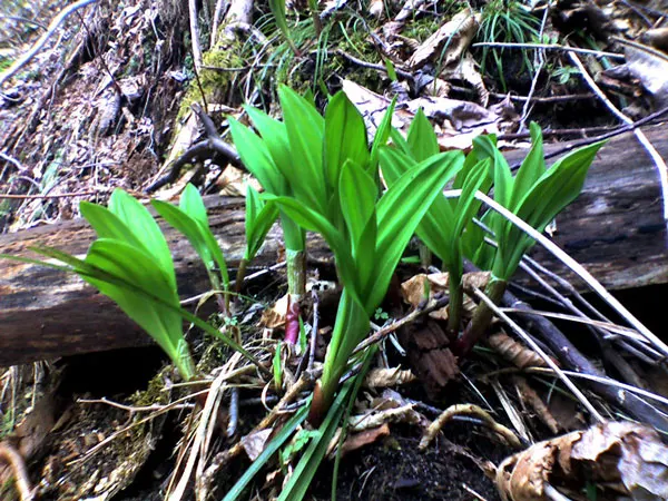 Ornamental Onion (Allium Bulgaricum) — Their greyish-green foliage forms a clump at the base; plant Allium bulgaricum in clusters or drifts, image 69