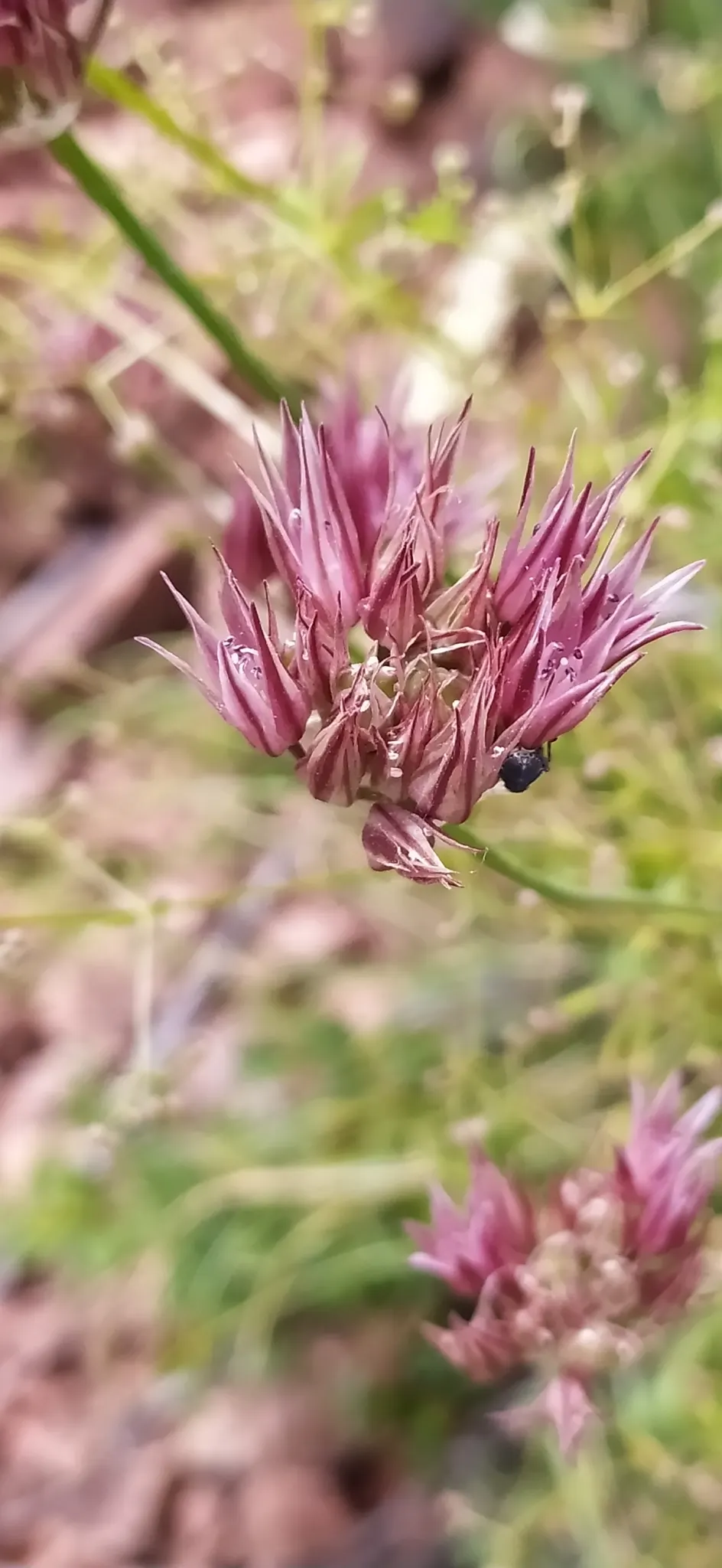 Ornamental Onion (Allium Bulgaricum) — With its low-maintenance demeanor; commonly referred to as Ornamental Onion, image 125
