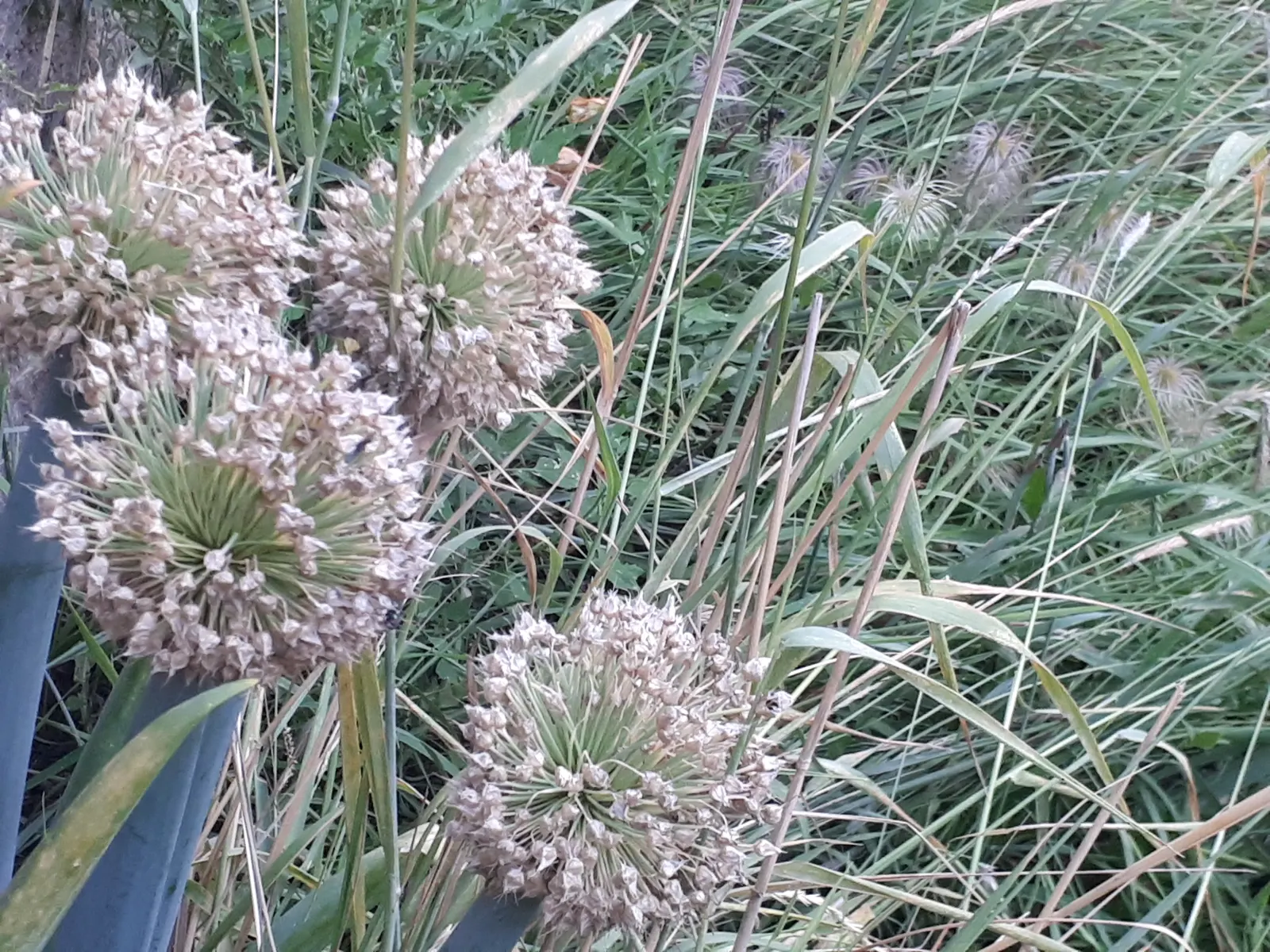 Ornamental Onion (Allium Bulgaricum) — Their greyish-green foliage forms a clump at the base; plant Allium bulgaricum in clusters or drifts, image 96