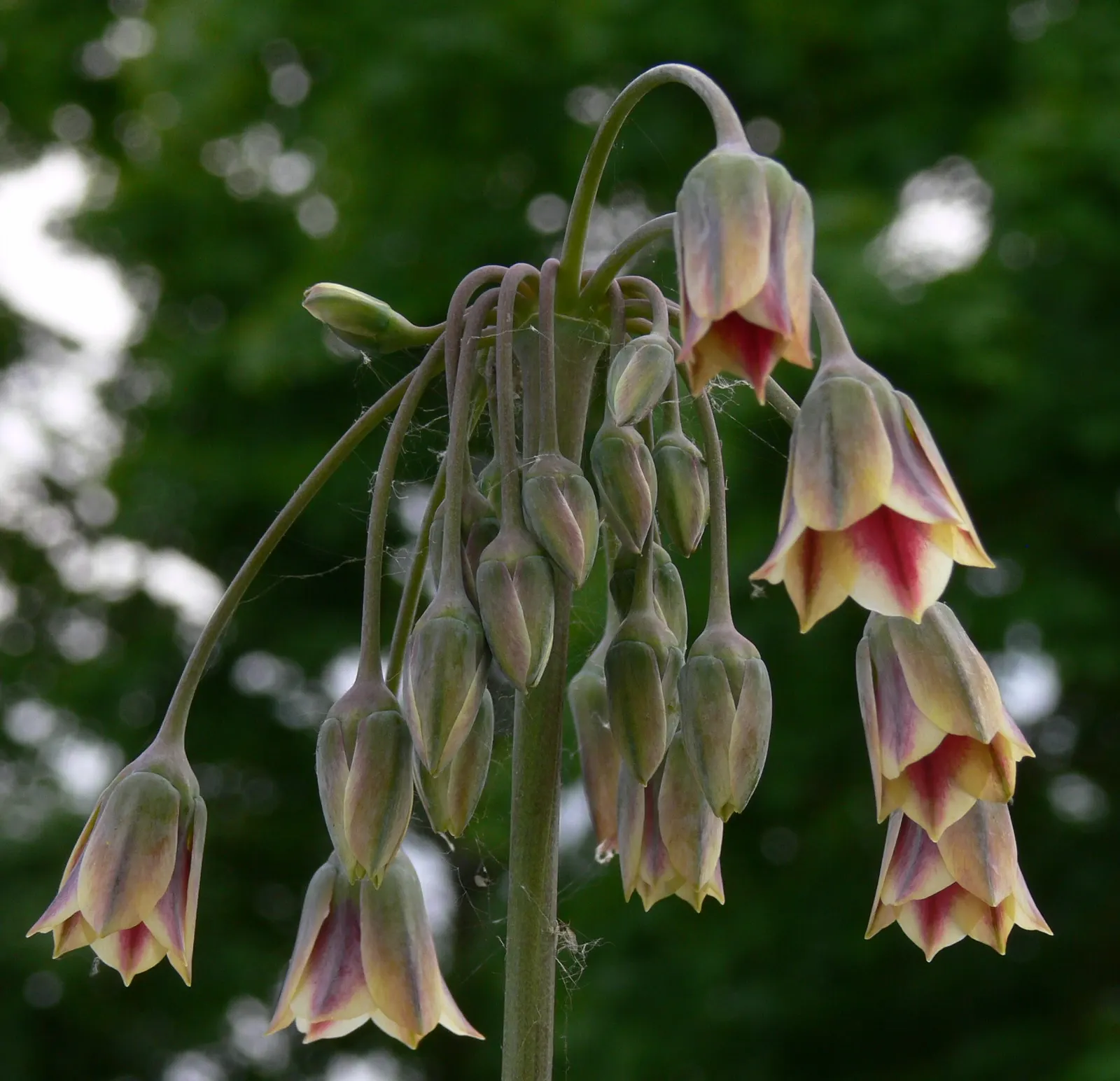 Ornamental Onion (Allium Bulgaricum) — adorned with a greenish or burgundy eye; bulb for full or half, image 120