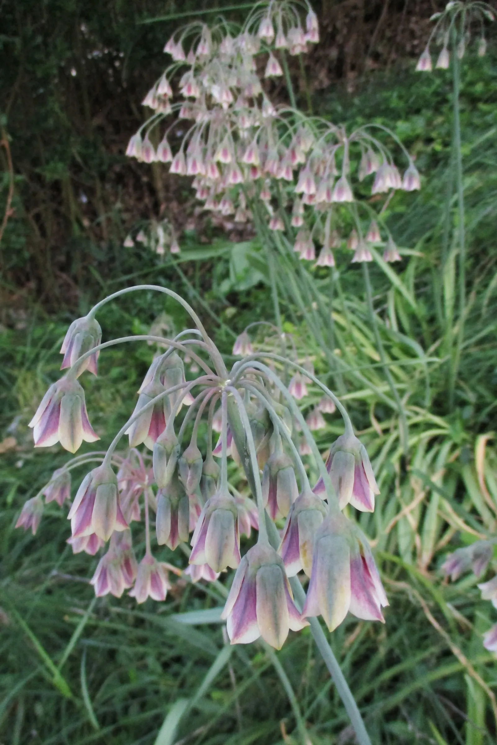 Ornamental Onion (Allium Bulgaricum) — which unfurl to reveal a chandelier of bell-shaped blossoms; these nodding blooms provide an exquisite, image 118