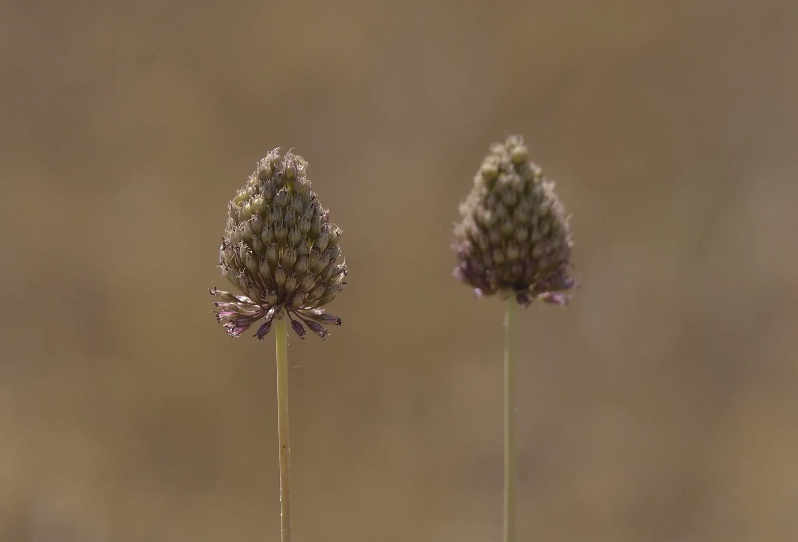 Ornamental Onion (Allium Bulgaricum) — adorned with a greenish or burgundy eye; bulb for full or half, image 93