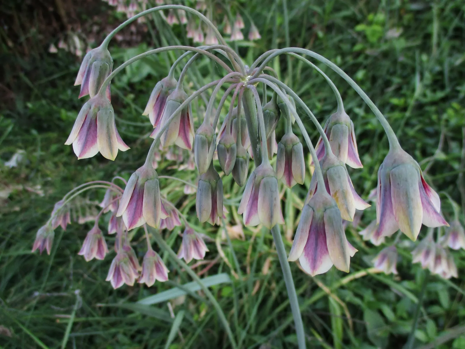 Ornamental Onion (Allium Bulgaricum) — bulb with multi-colored and red and white blooms; with its low-maintenance demeanor, image 107