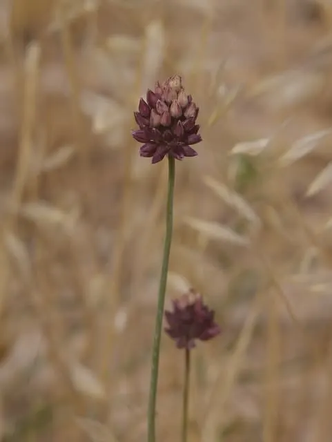 Ornamental Onion (Allium Bulgaricum) — presents bell-shaped flowers in a subtle white-cream with a hint of pink-purple; creamy-white to soft pink flowers