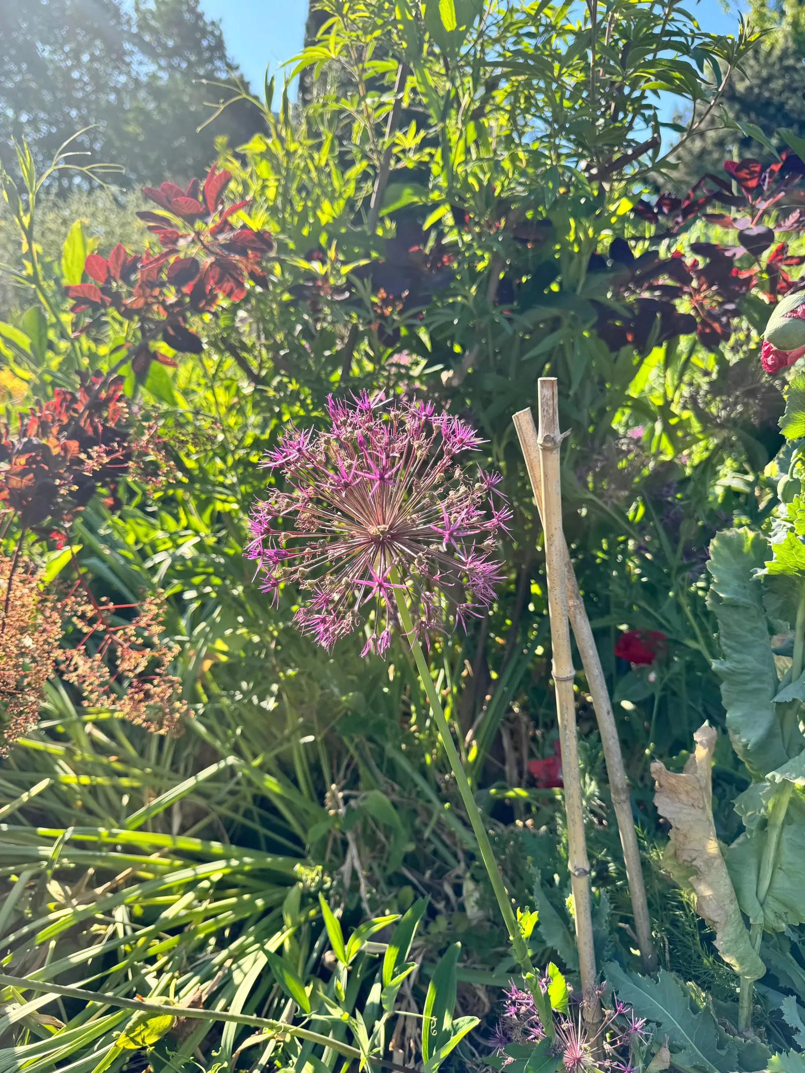 Ornamental Onion (Allium Bulgaricum) — adds an enchanting vertical accent and a distinctive architectural element to your garden
