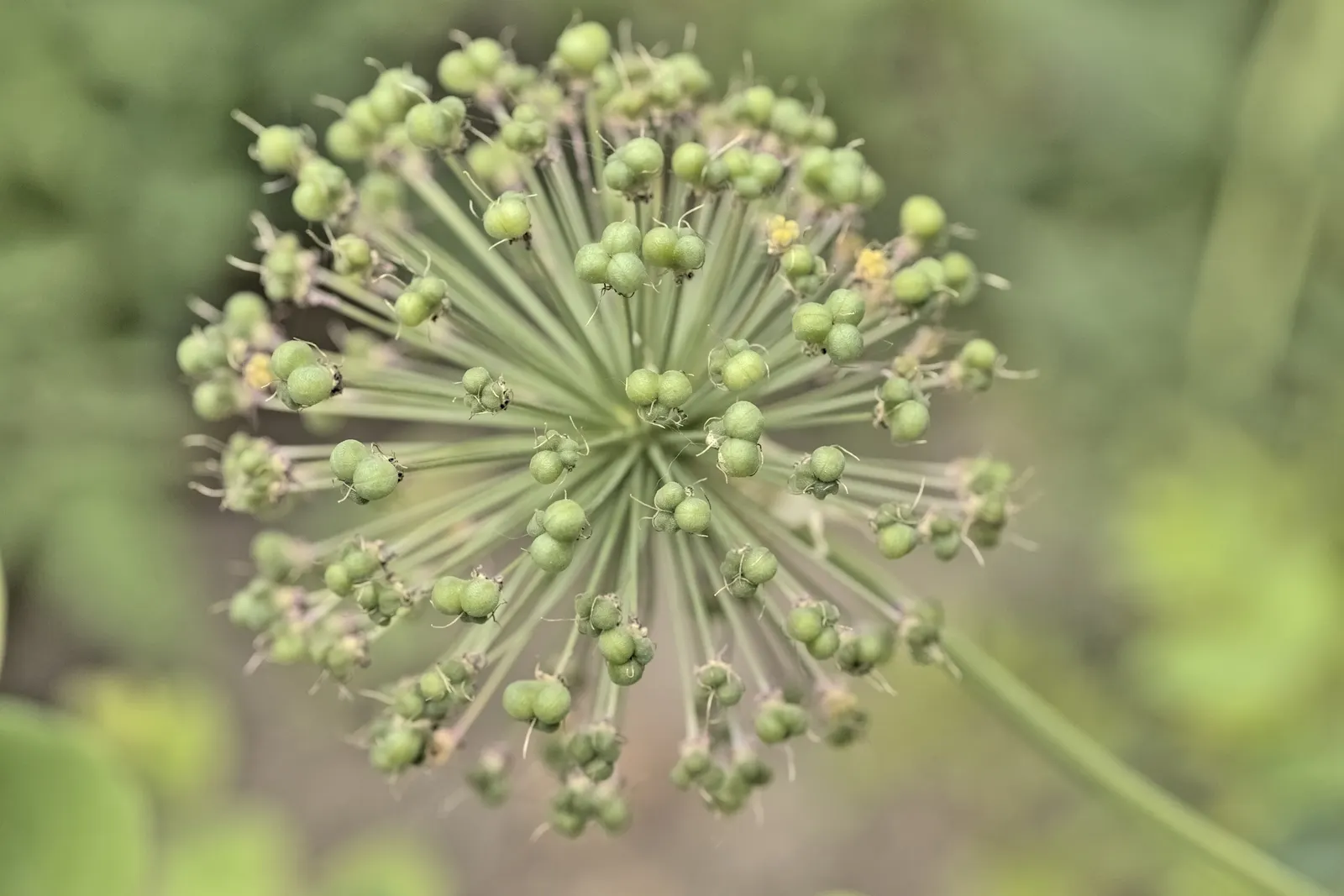 Ornamental Onion (Allium Bulgaricum) — while remaining resistant to deer and most pests; it's remarkably attractive to pollinators such as bees and, image 115