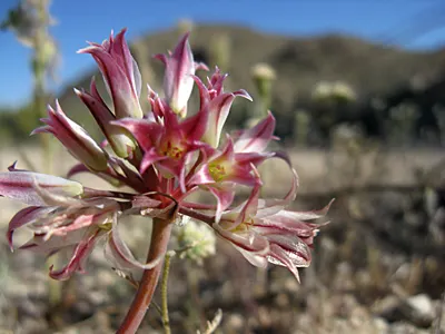 Ornamental Onion (Allium Bulgaricum) — while remaining resistant to deer and most pests; it's remarkably attractive to pollinators such as bees and, image 88