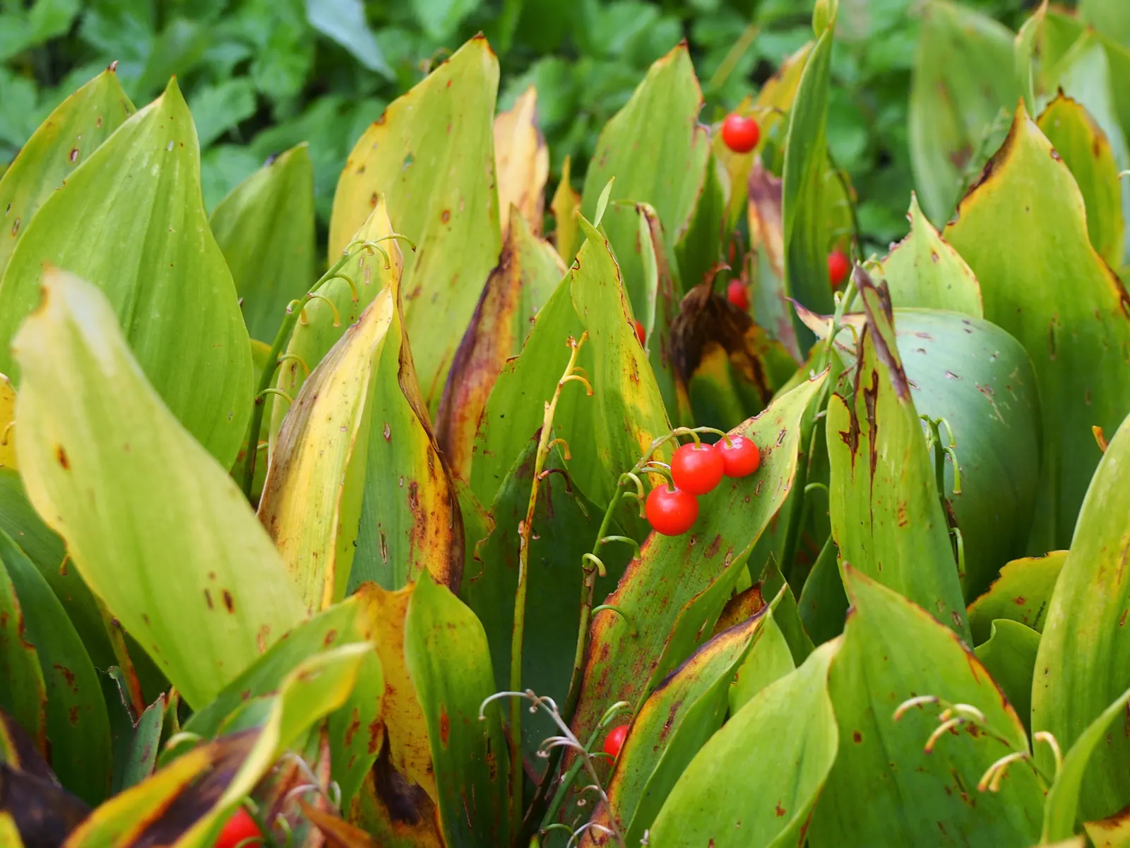 Lily-Of-The-Valley (Convallaria Majalis) — bell-shaped flowers and sweet fragrance; it thrives in partial to full shade, image 102