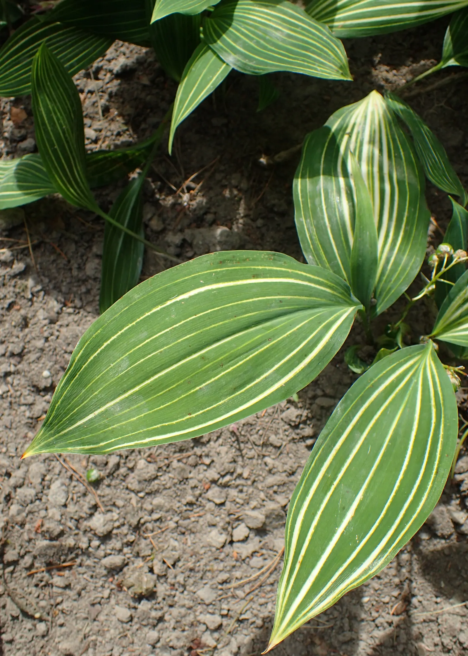 Lily-Of-The-Valley (Convallaria Majalis) — well-drained soil with a slightly acidic to neutral pH; zones 2-7, providing a delicate underlayer or, image 56