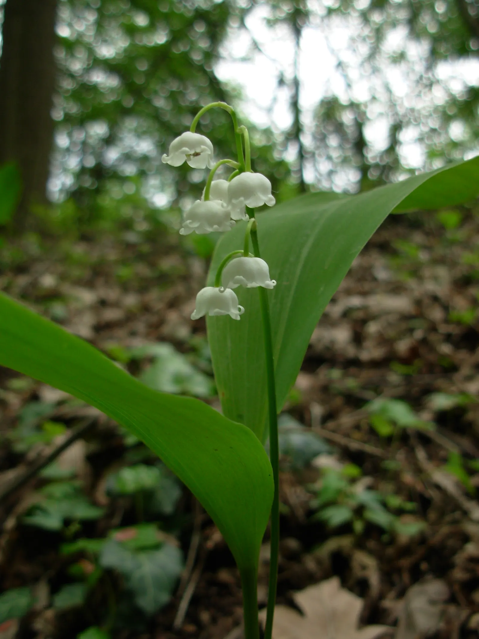 Lily-Of-The-Valley (Convallaria Majalis) — it thrives in partial to full shade and prefers moist