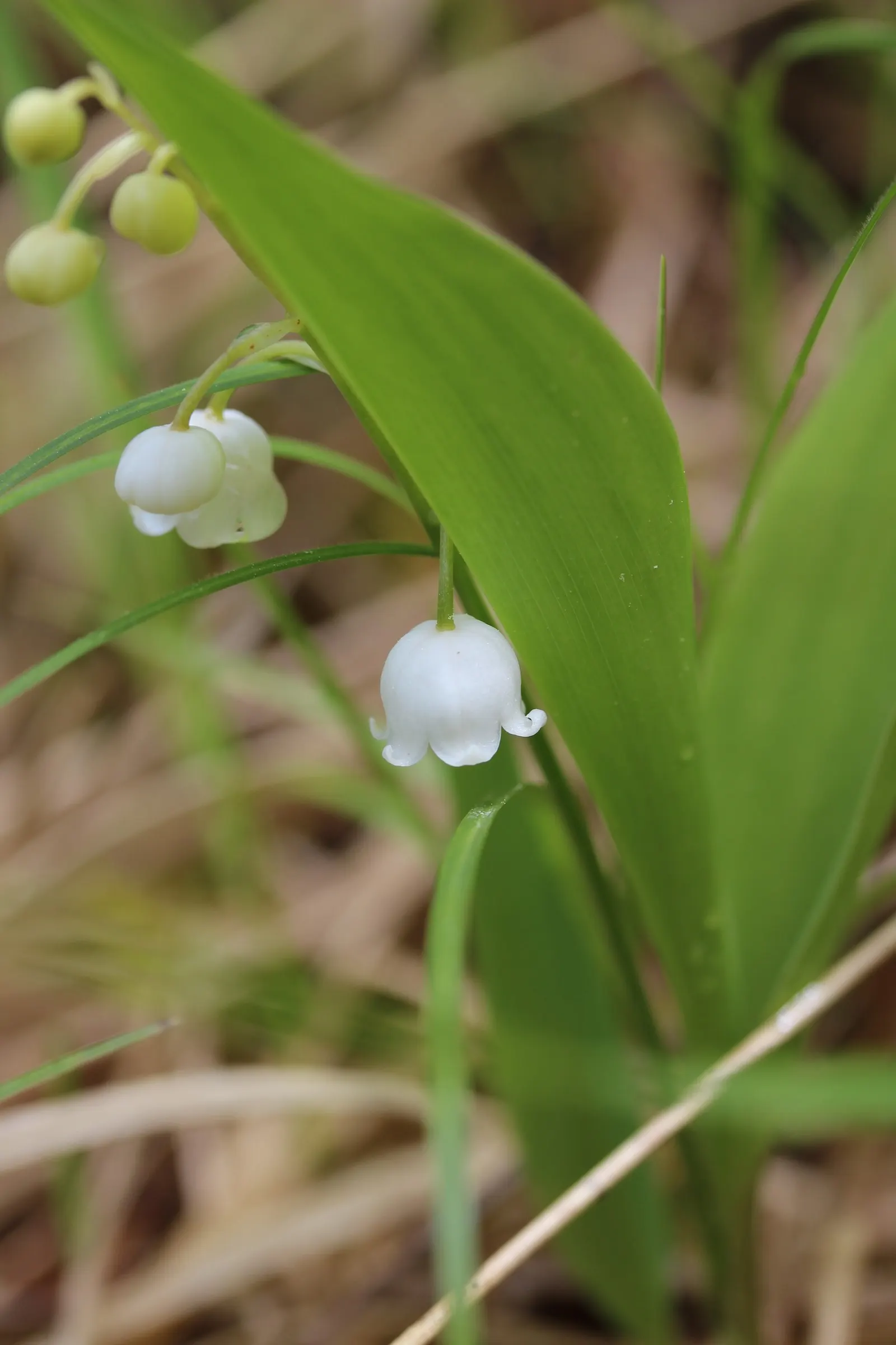 Lily-Of-The-Valley (Convallaria Majalis) — Beware: All parts are toxic if ingested; in late spring, usually around May, you'll be greeted with, image 36