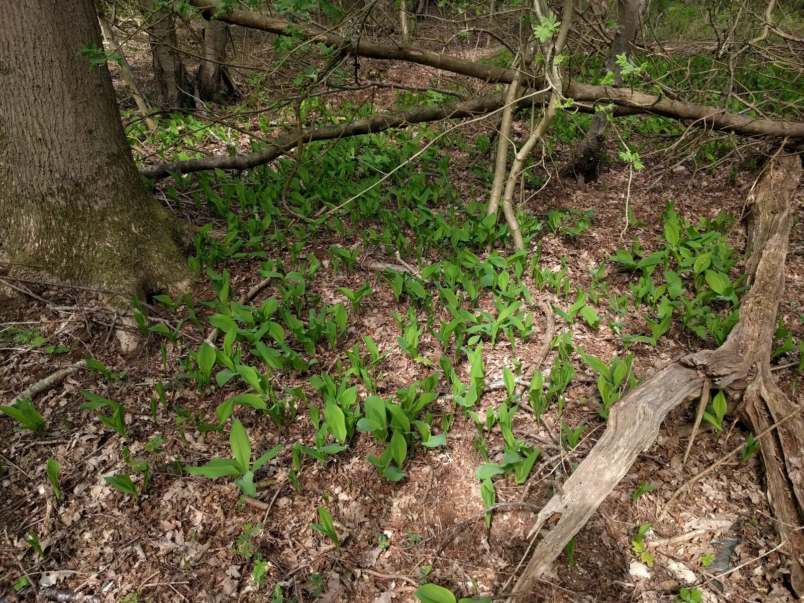Lily-Of-The-Valley (Convallaria Majalis) — its picturesque look and olfactory allure certainly make it a worthwhile addition to any shade garden; well-drained